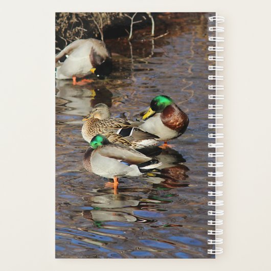 Mallard Ducks Planner (Achterkant)
