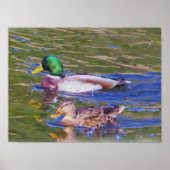 Mallard Ducks Poster (Voorkant)
