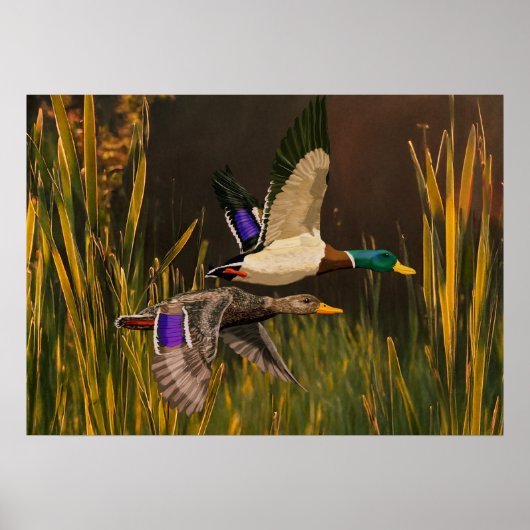 Mallard Ducks Poster (Voorkant)