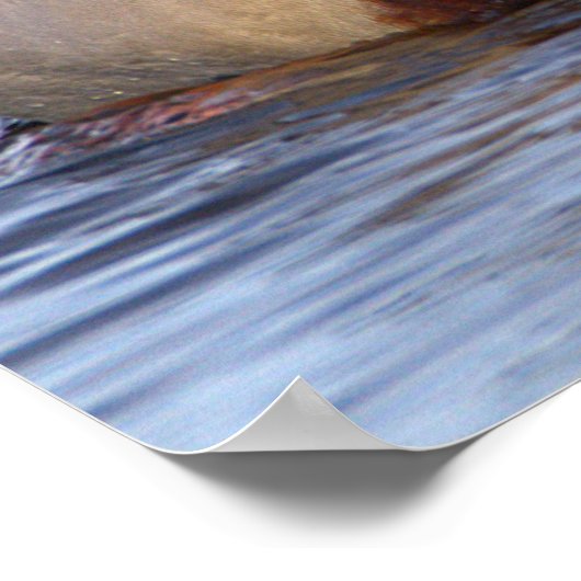 Mallard Ducks Poster (Hoek)