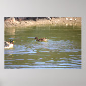 Mallard Ducks Poster (Voorkant)
