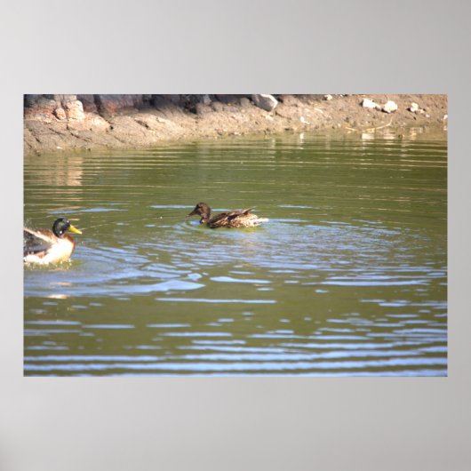 Mallard Ducks Poster (Voorkant)