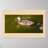Mallard Ducks Poster (Voorkant)