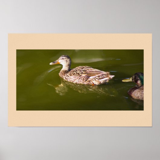 Mallard Ducks Poster (Voorkant)