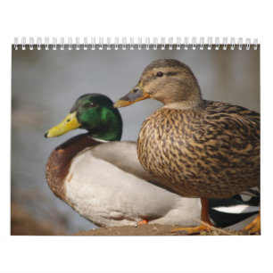 Mallard Ducks Sportsmen Agenda Kalender