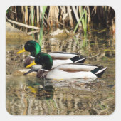 Mallard Ducks Sticker (Voorkant)