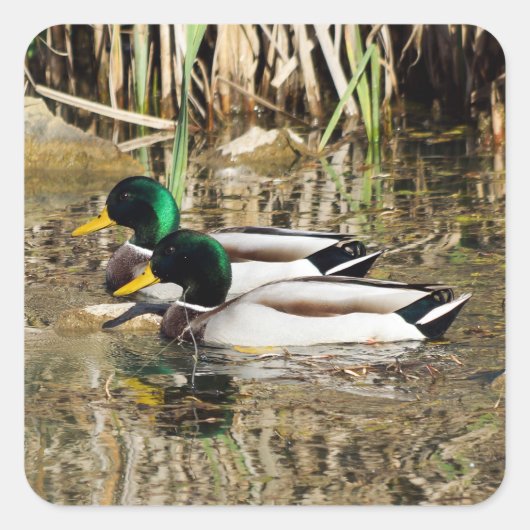 Mallard Ducks Sticker (Voorkant)