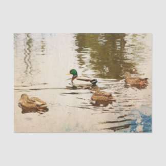 Mallard Ducks Tissue Paper Tissuepapier