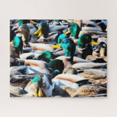 Mallard Ducks Traffic Jam Jigzaag Puzzle Legpuzzel (Horizontaal)