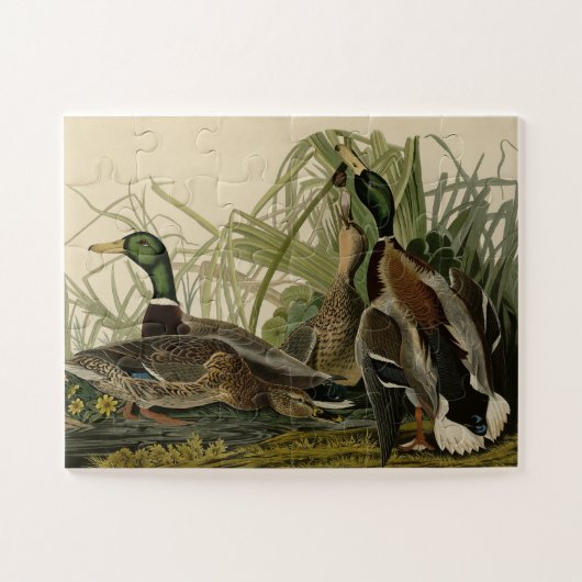 Mallard Ducks van Audubon's Birds of America Legpuzzel (Horizontaal)