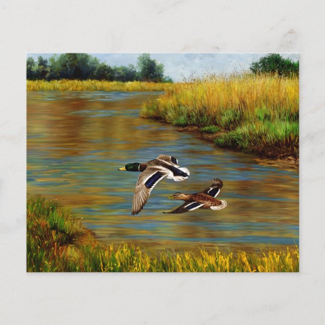 Mallard Ducks vliegen over de hond (Voorkant)