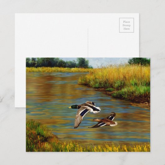 Mallard Ducks vliegen over de hond Briefkaart (Voorkant / Achterkant)