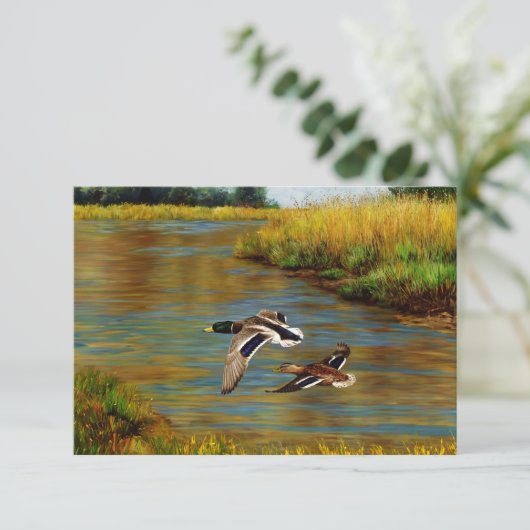 Mallard Ducks vliegen over de hond Kaart (Staand voorkant)