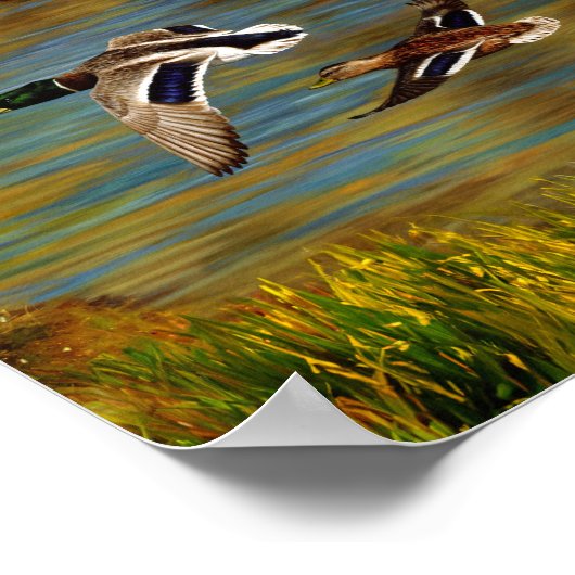 Mallard Ducks vliegen over de hond Poster (Hoek)