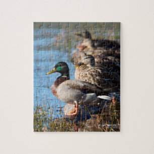 Mallard Ducks Wildlife Foto Legpuzzel