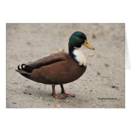 Mallard Duclair Bibbed Odd Duck