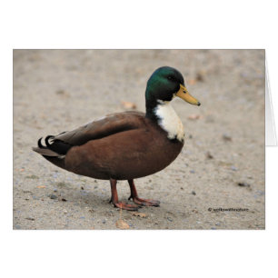 Mallard Duclair Bibbed Odd Duck