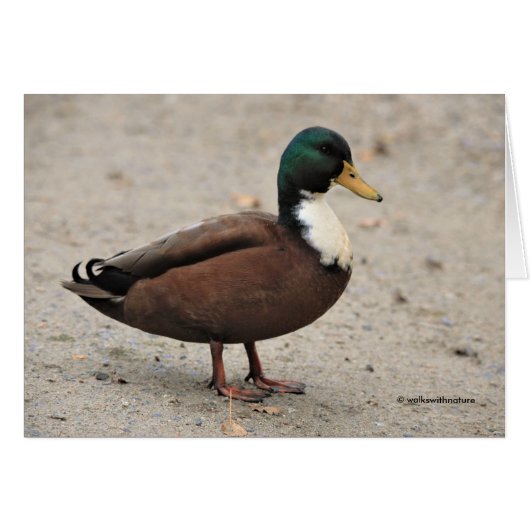 Mallard Duclair Bibbed Odd Duck (Voorkant Horizontaal)