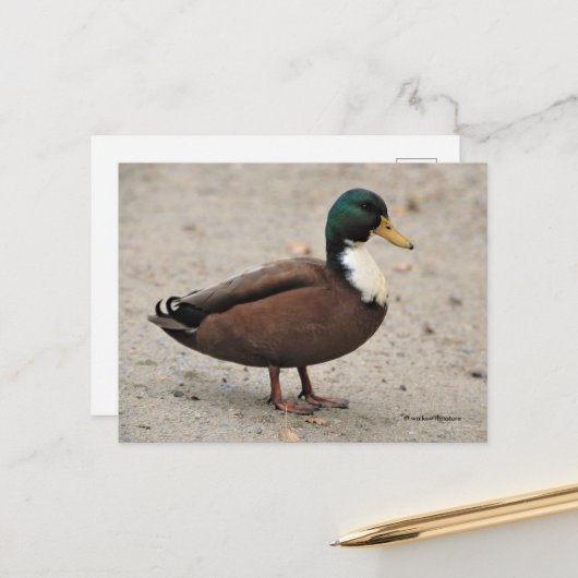 Mallard Duclair Bibbed Odd Duck Briefkaart (Voorkant / Achterkant in situ)