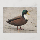 Mallard Duclair Bibbed Odd Duck Briefkaart (Voorkant)