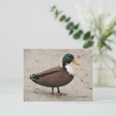 Mallard Duclair Bibbed Odd Duck Briefkaart (Staand voorkant)