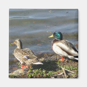 Mallard eend koppel magneet
