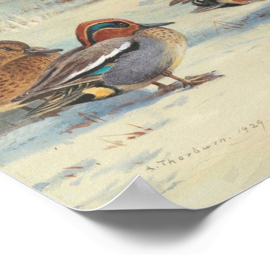 Mallard en blauwgroen in de sneeuw, Vogels Poster (Hoek)
