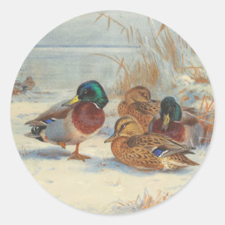 Mallard en blauwgroen in de sneeuw, Vogels Ronde Sticker