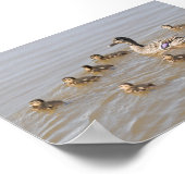 Mallard en Ducklings Poster (Hoek)