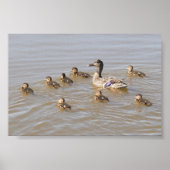Mallard en Ducklings Poster (Voorkant)