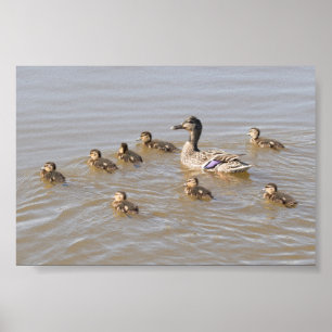 Mallard en Ducklings Poster