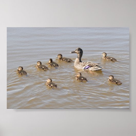 Mallard en Ducklings Poster (Voorkant)