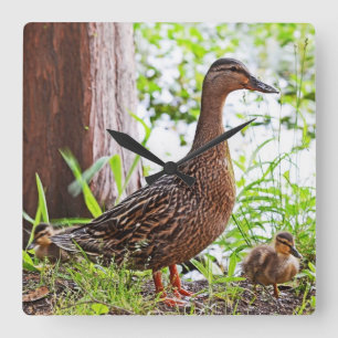Mallard en Ducklings van Shirley Taylor Vierkante Klok