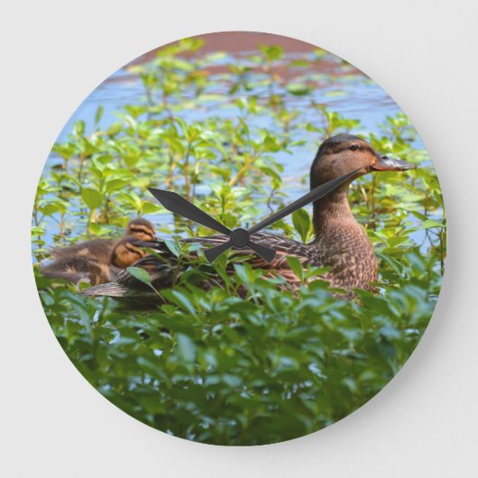 Mallard en Ducklings zwemmen door Shirley Taylor Grote Klok (Voorkant)