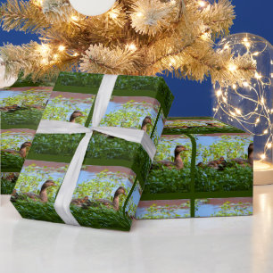 Mallard en kuikens-Zwemmen door Shirley Taylor Cadeaupapier