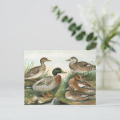 Mallard en Wigeon Bird Illustration Briefkaart (Staand voorkant)