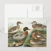 Mallard en Wigeon Bird Illustration Briefkaart (Voorkant / Achterkant)