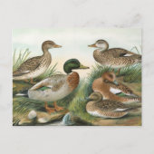 Mallard en Wigeon  Bird Illustration Briefkaart (Voorkant)