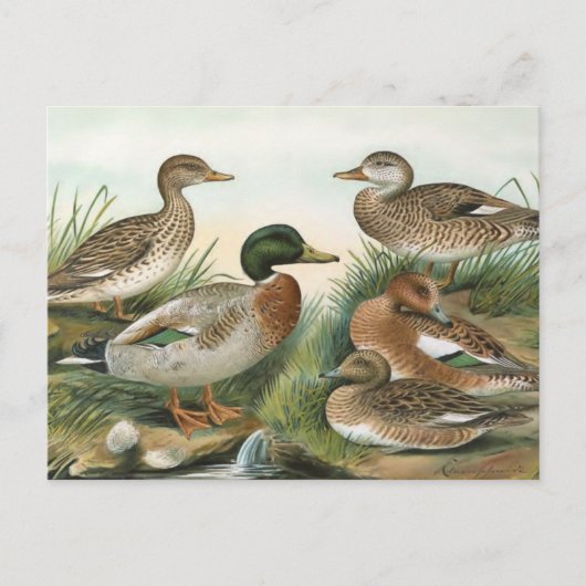 Mallard en Wigeon Bird Illustration Briefkaart (Voorkant)