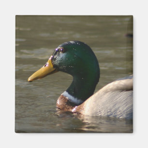 Mallard Face Magneet