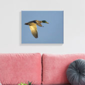 Mallard Flying in Open Sky Wrapped Canvas Print (Insitu (Woonkamer))