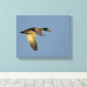 Mallard Flying in Open Sky Wrapped Canvas Print (Insitu (Houten vloer))