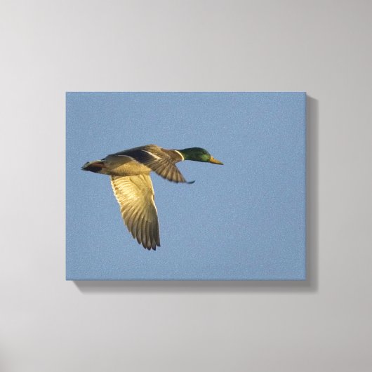 Mallard Flying in Open Sky Wrapped Canvas Print (Voorkant)