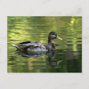 Mallard gespiegeld op groen water briefkaart