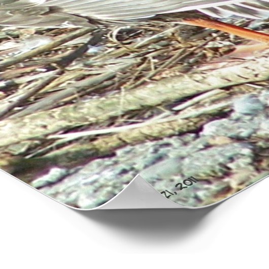 Mallard-hen Monroe Poster (Hoek)