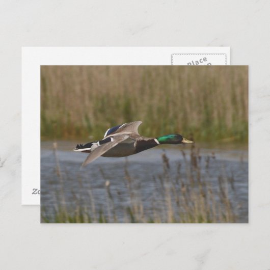 Mallard in briefkaart (Voorkant / Achterkant)
