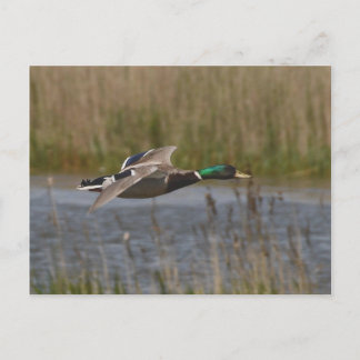 Mallard in briefkaart
