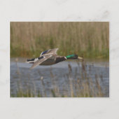 Mallard in briefkaart (Voorkant)