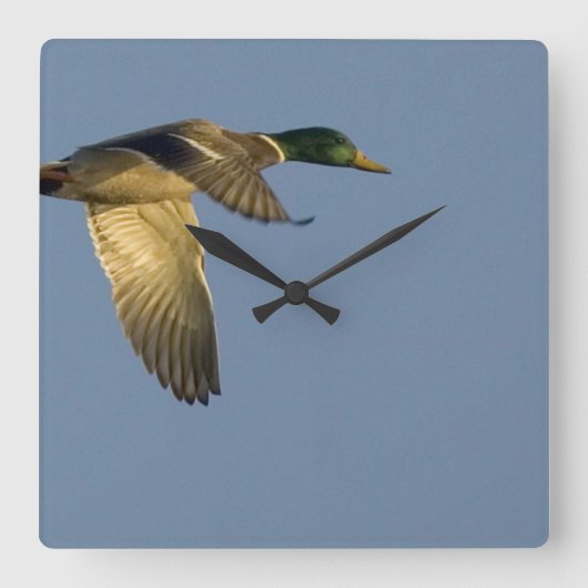 Mallard in Flight Square Wall Clock Vierkante Klok (Voorkant)