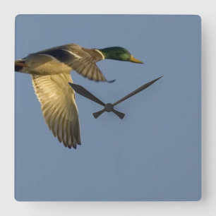 Mallard in Flight Square Wall Clock Vierkante Klok